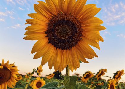 ¿Cuáles son las diferencias del aceite de oliva vs el aceite de girasol?