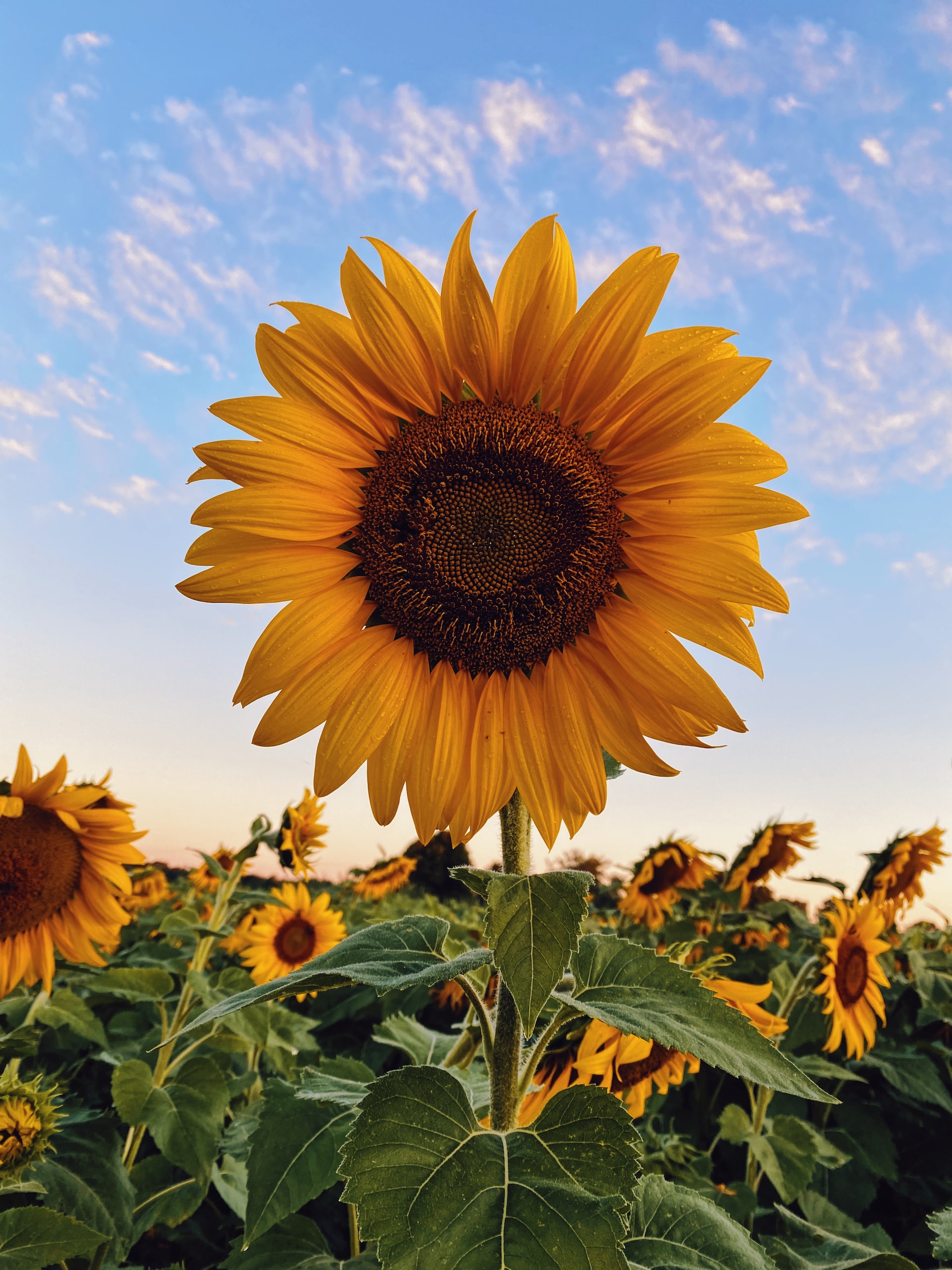 ¿Cuáles son las diferencias del aceite de oliva vs el aceite de girasol?