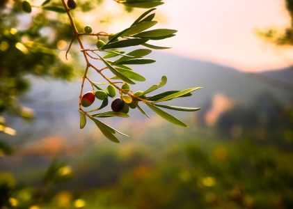 Las ventajas del aceite de oliva para tu salud