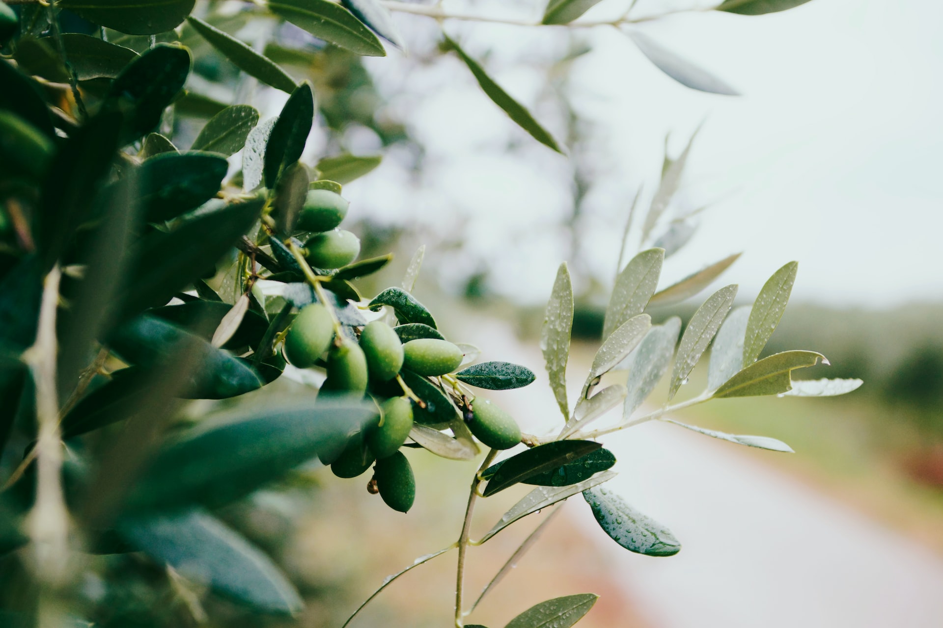 La historia y la cultura del aceite de oliva en España