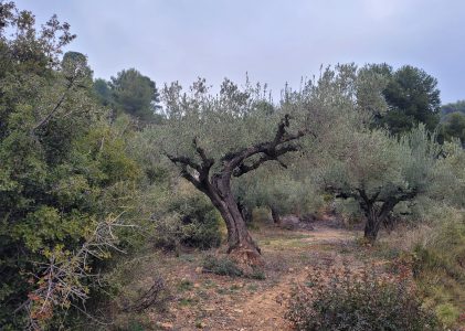 Variedades en recuperación