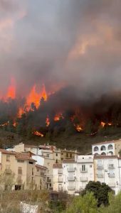 Recuperación de olivos abandonados en montaña para prevenir incendios
