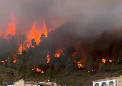 Recuperación de olivos abandonados en montaña para prevenir incendios
